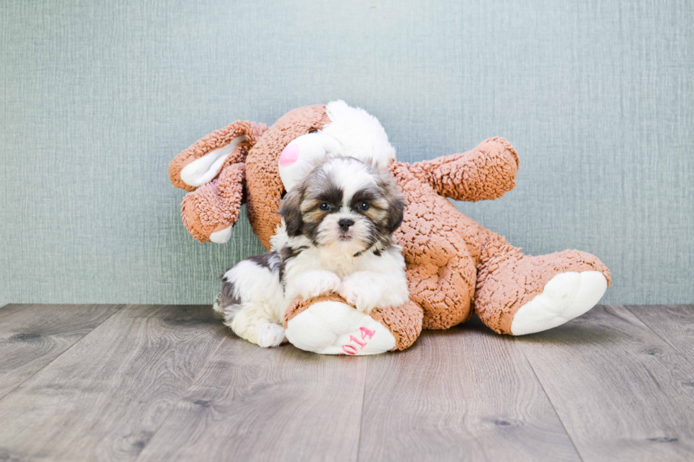 Best Teddy Bear Baby