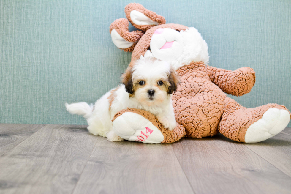 Adorable Shichon Designer Puppy