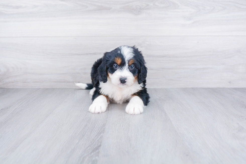 Adorable Bernadoodle Poodle Mix Puppy