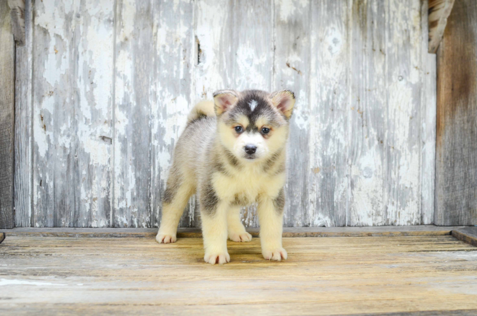 Smart Pomsky Designer Pup