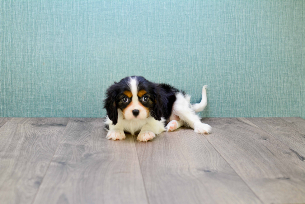 Cavalier King Charles Spaniel Puppy for Adoption