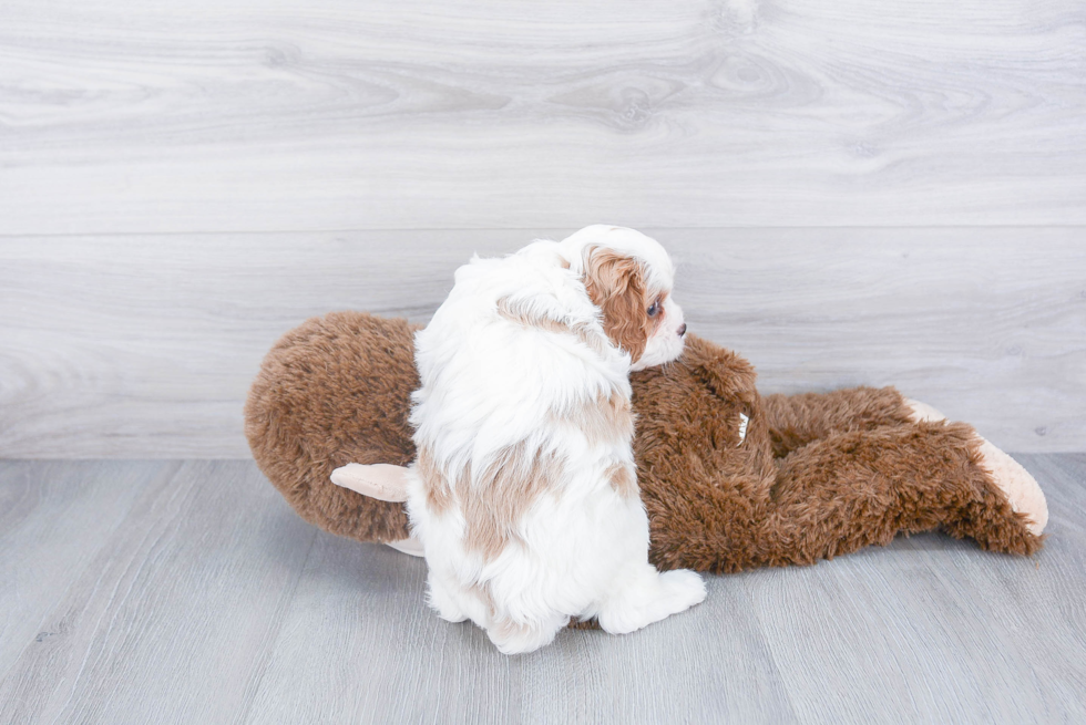 Friendly Cavapoo Baby