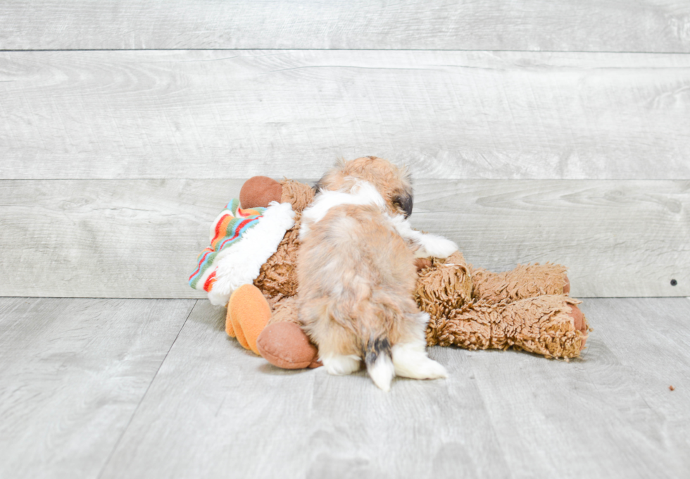 Teddy Bear Pup Being Cute