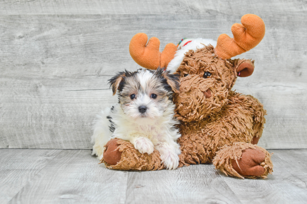 Happy Morkie Baby
