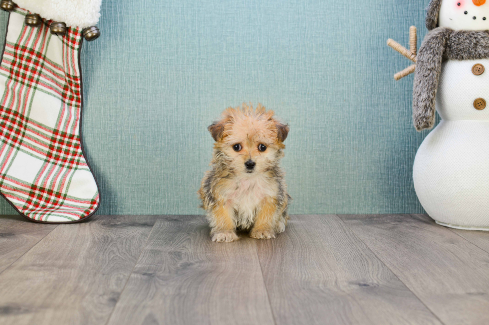 Morkie Puppy for Adoption