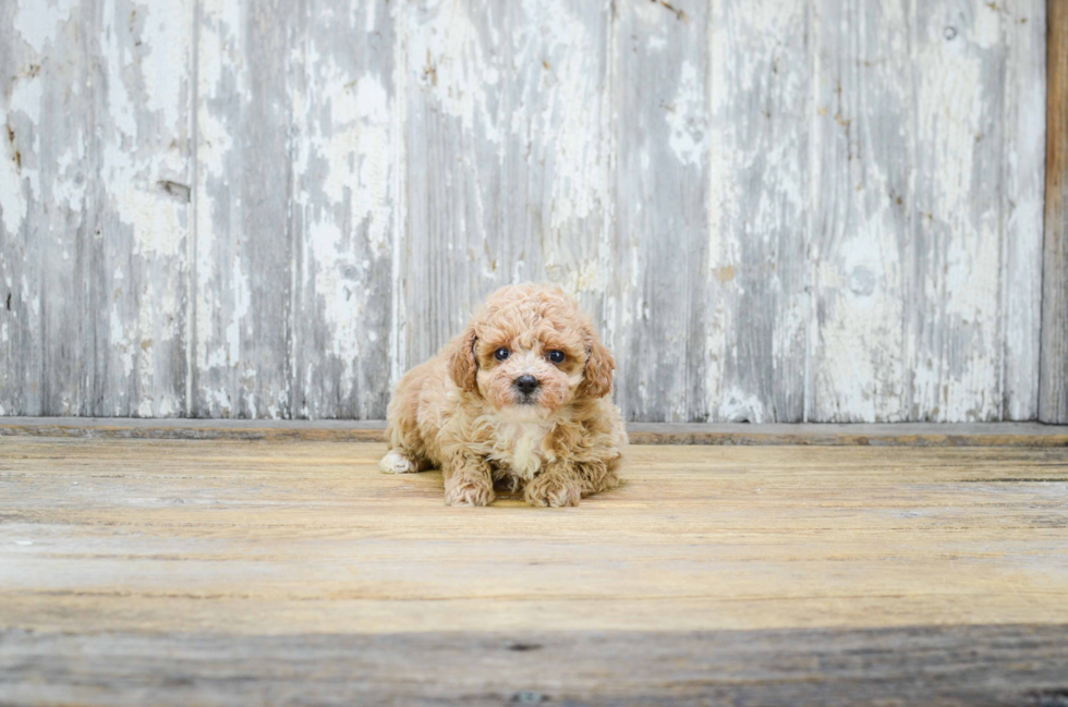 Poodle Pup Being Cute