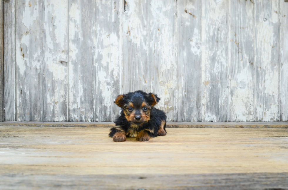 Energetic Yorkie Designer Puppy