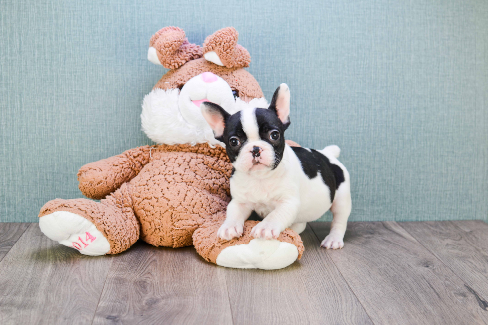 Adorable Frenchie Purebred Puppy