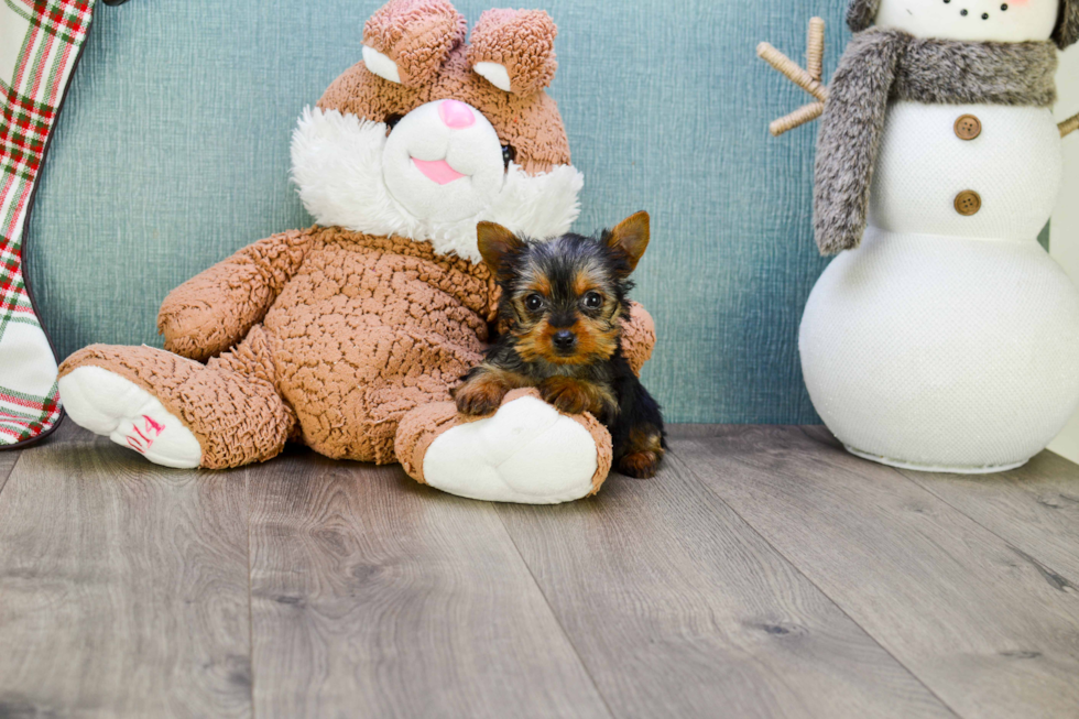 Meet Joey - our Yorkshire Terrier Puppy Photo 