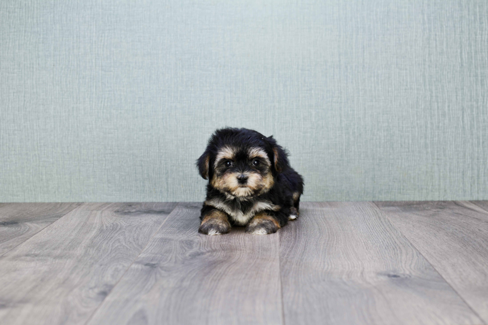 Best Morkie Baby