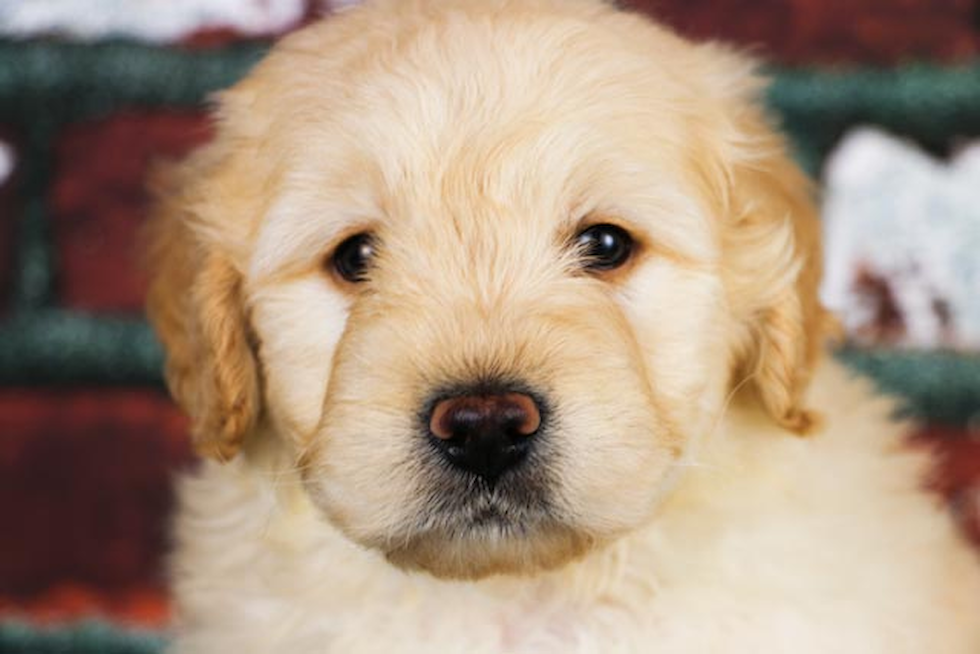 Funny Mini Goldendoodle Poodle Mix Pup