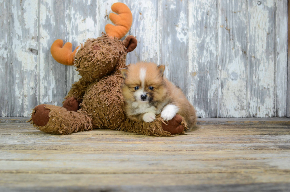 Smart Pomeranian Purebred Puppy