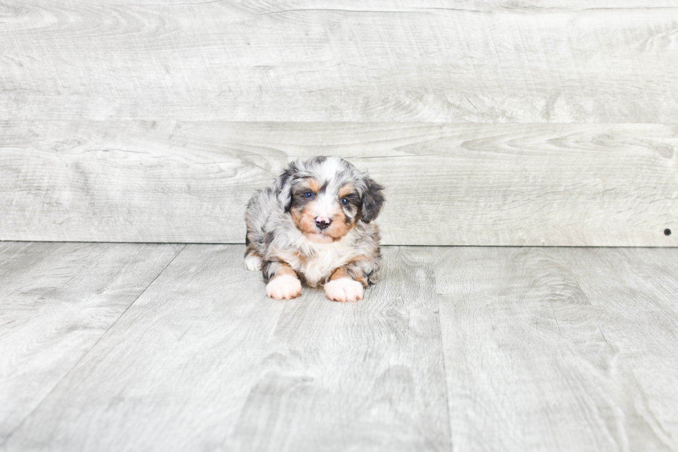 Adorable Aussiepoo Poodle Mix Puppy