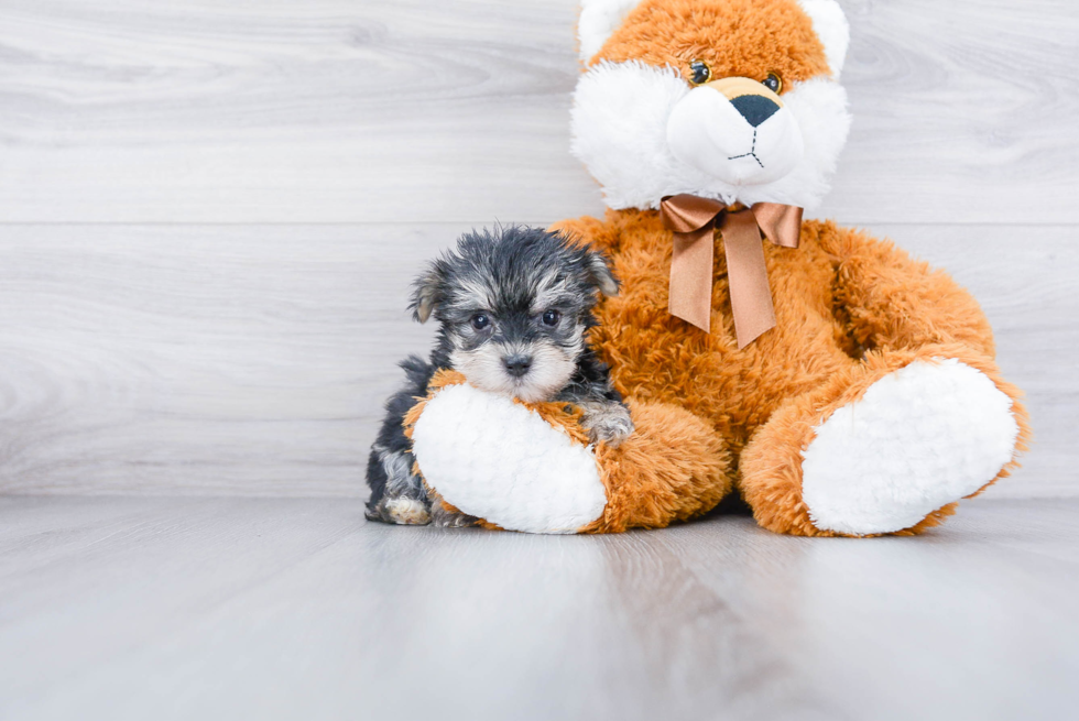 Hypoallergenic Yorkie Designer Puppy