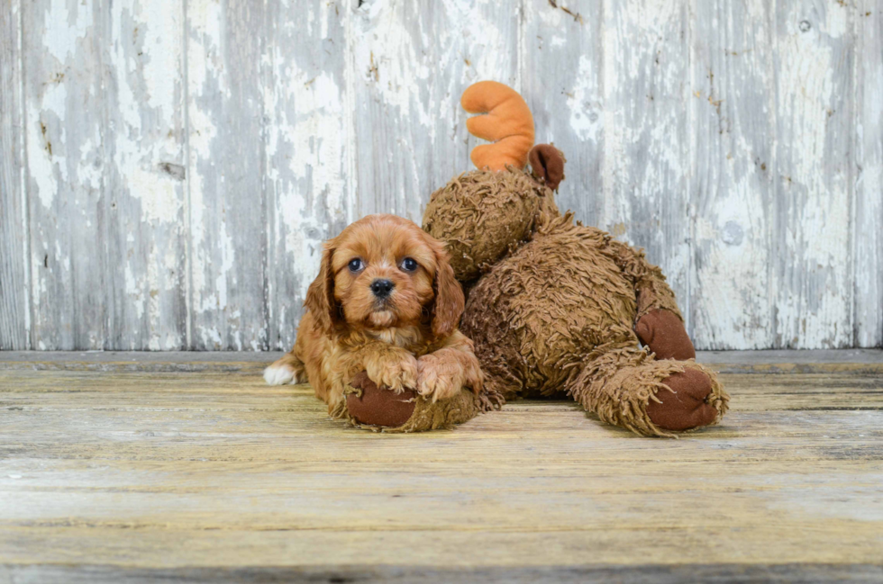 Funny Cavachon Designer Pup