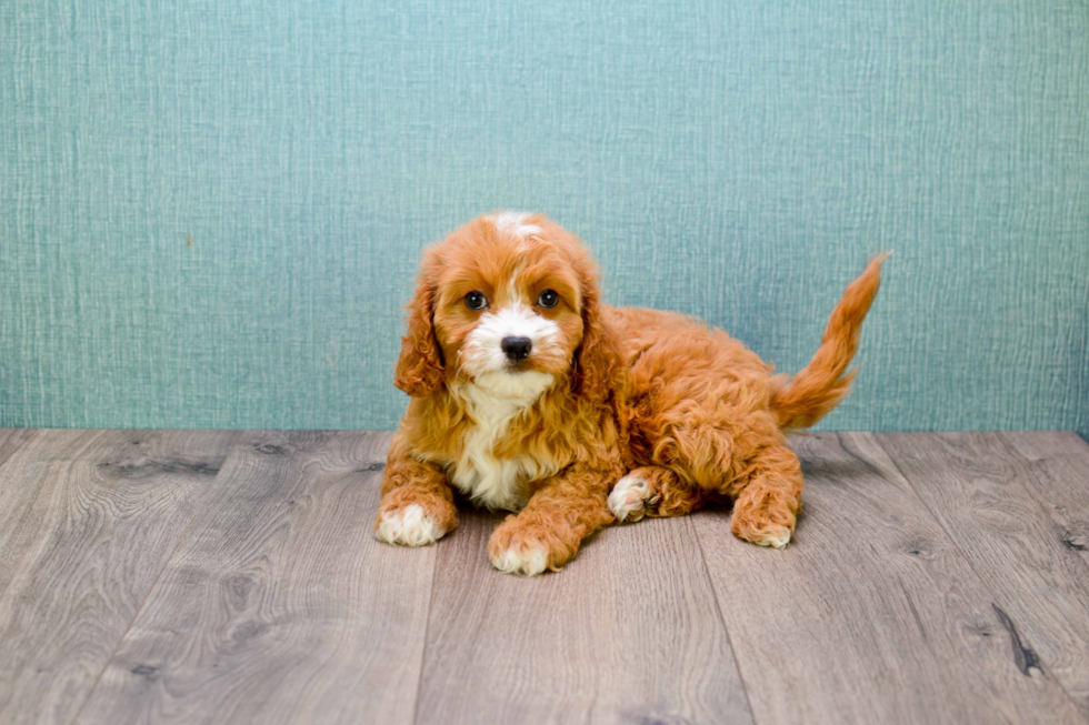 Best Cavapoo Baby