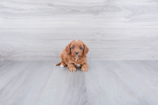 Cavapoo Pup Being Cute