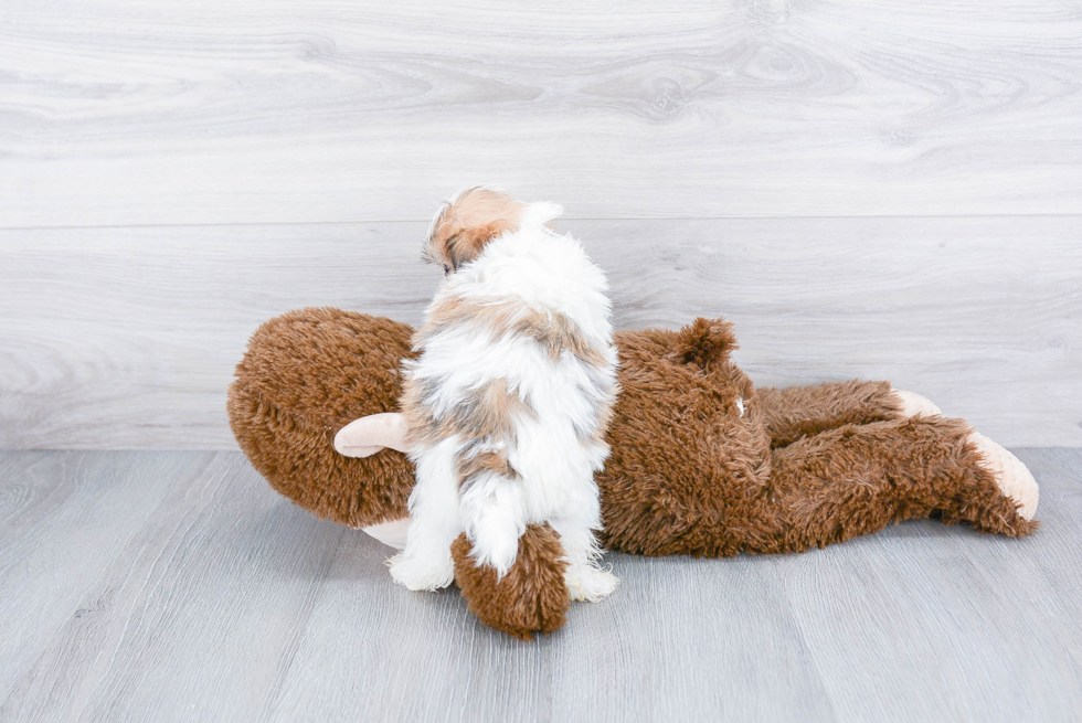 Teddy Bear Pup Being Cute