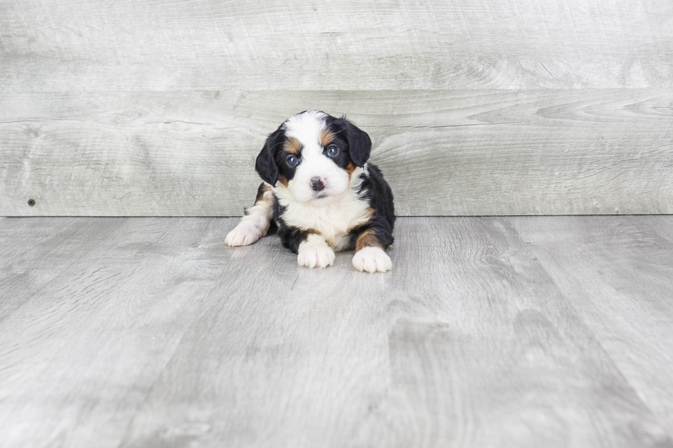 Mini Bernedoodle Pup Being Cute