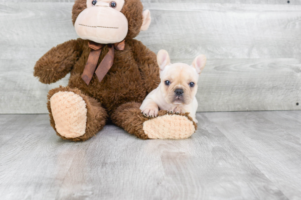 Friendly French Bulldog Baby