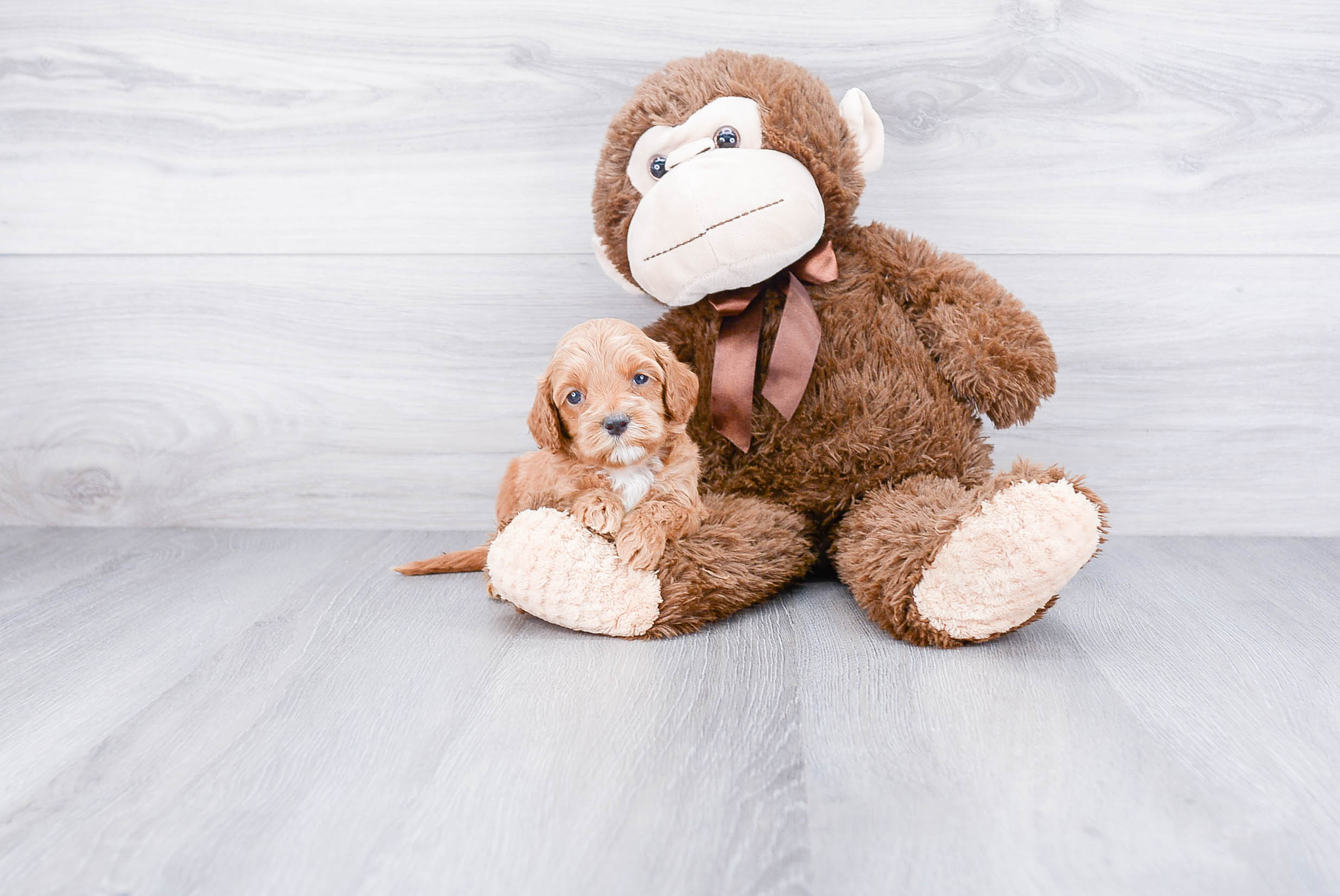 Cockapoo Puppy for Adoption