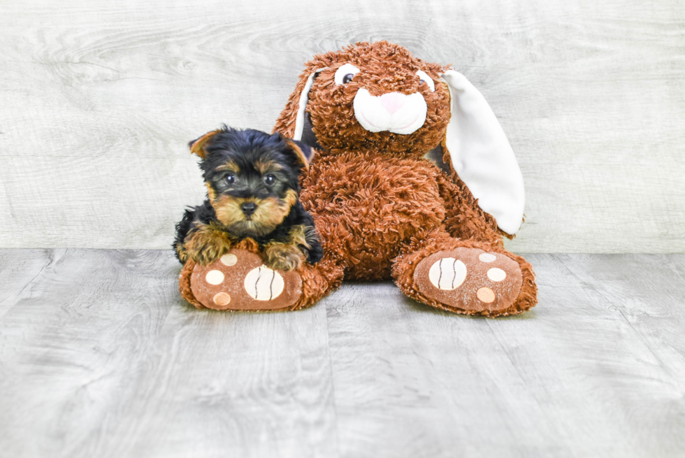 Meet Rebecca - our Yorkshire Terrier Puppy Photo 