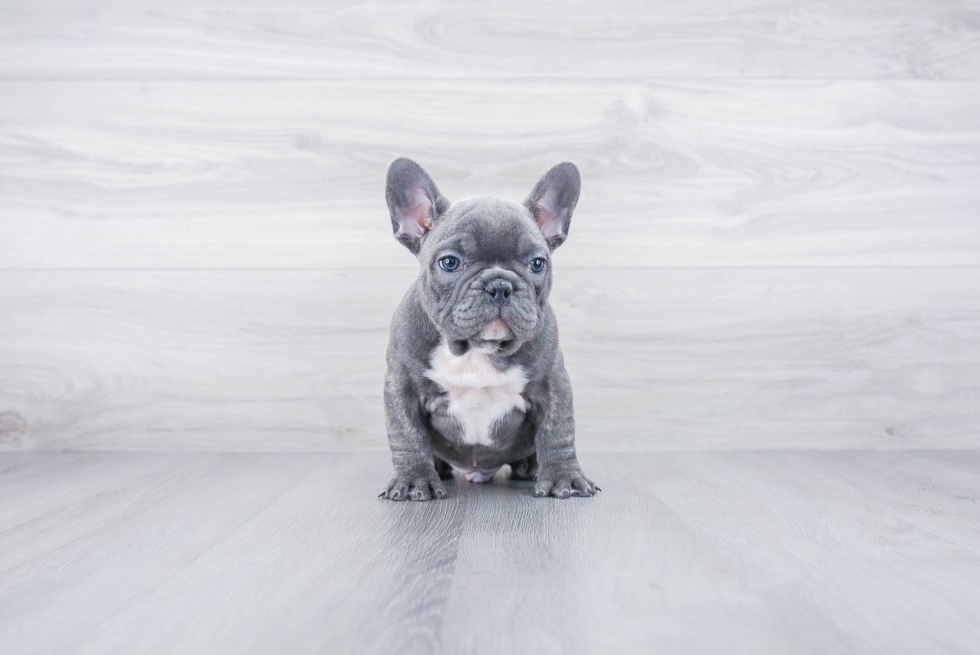 Cute Frenchie Purebred Puppy
