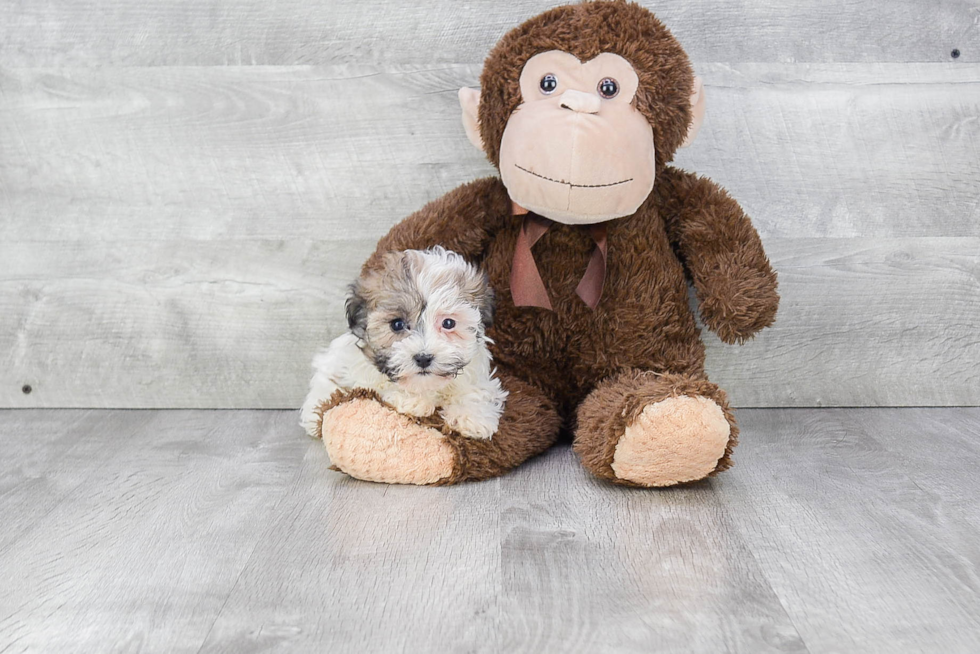 Havanese Puppy for Adoption