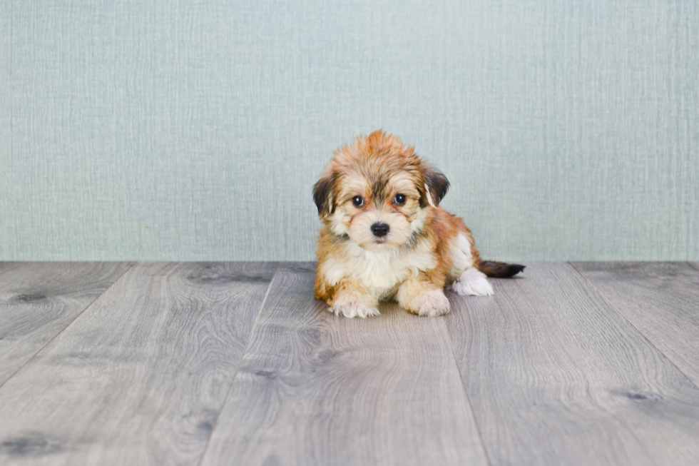 Morkie Puppy for Adoption