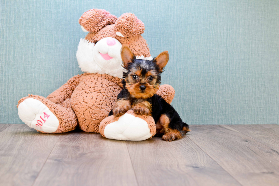 Meet  Joey - our Yorkshire Terrier Puppy Photo 