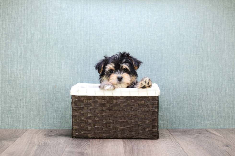 Morkie Pup Being Cute