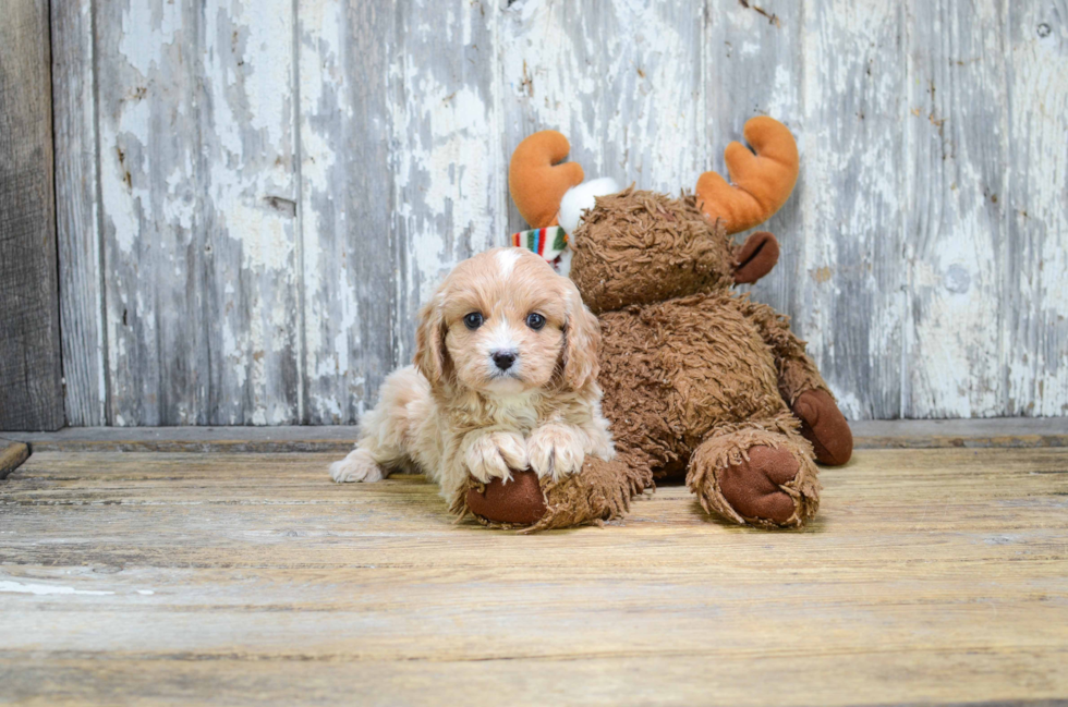 Little Cavoodle Poodle Mix Puppy