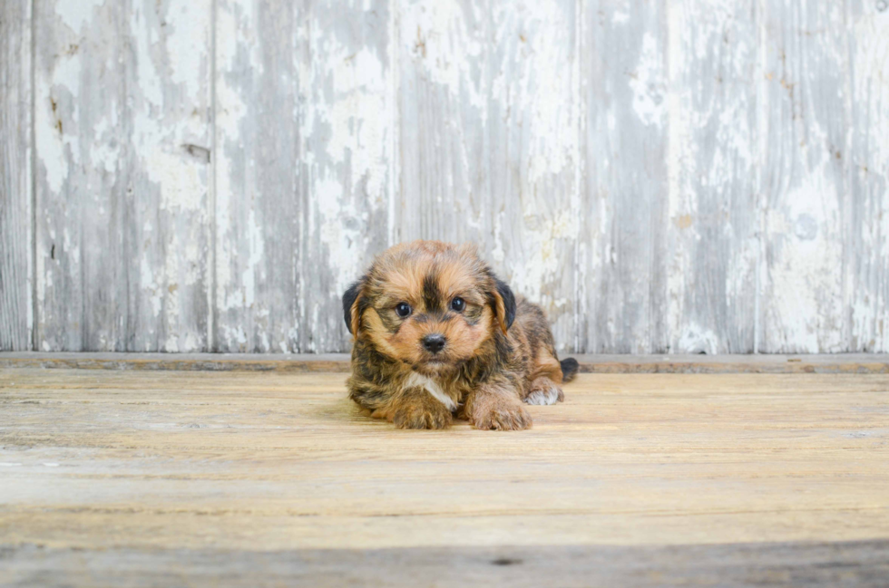 Shorkie Puppy for Adoption