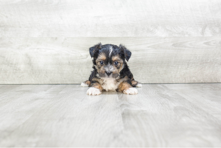Best Morkie Baby