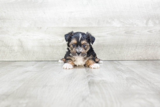 Best Morkie Baby