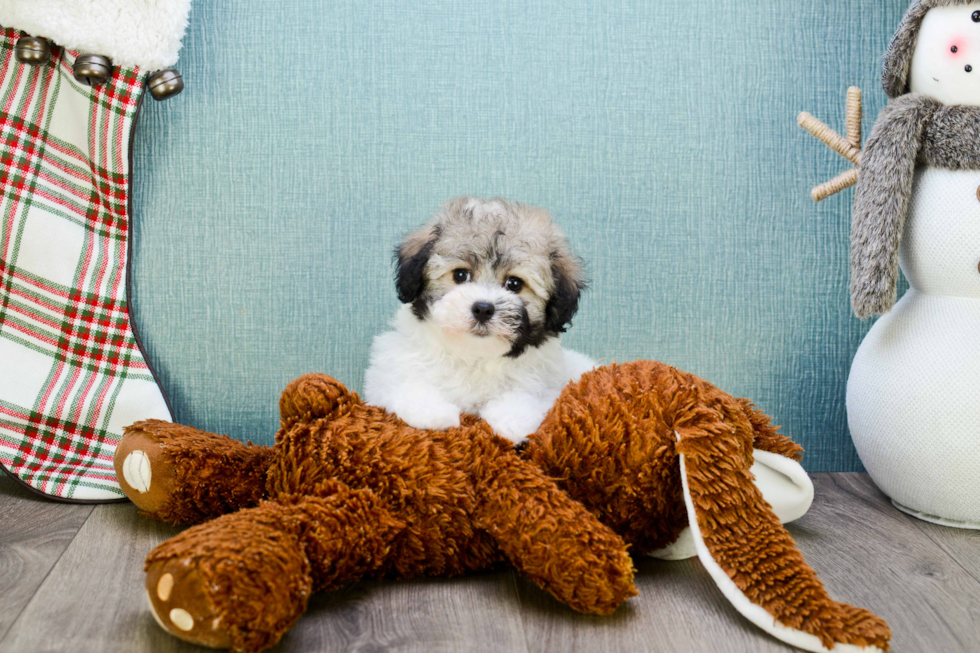 Havanese Puppy for Adoption