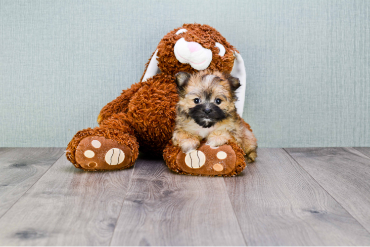 Smart Morkie Designer Pup