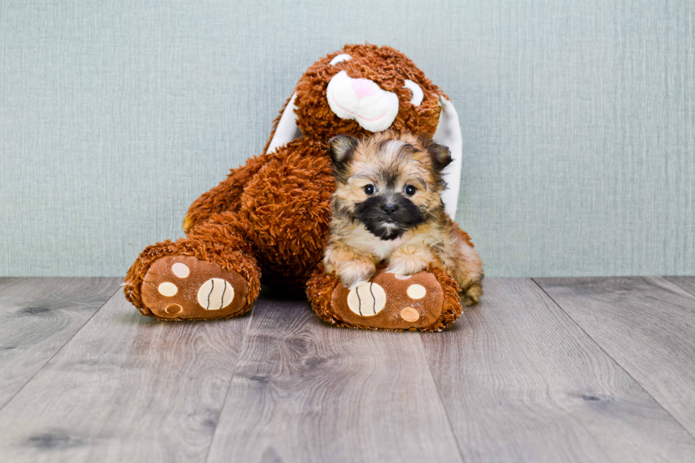 Smart Morkie Designer Pup
