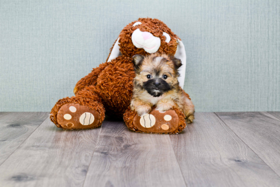 Smart Morkie Designer Pup