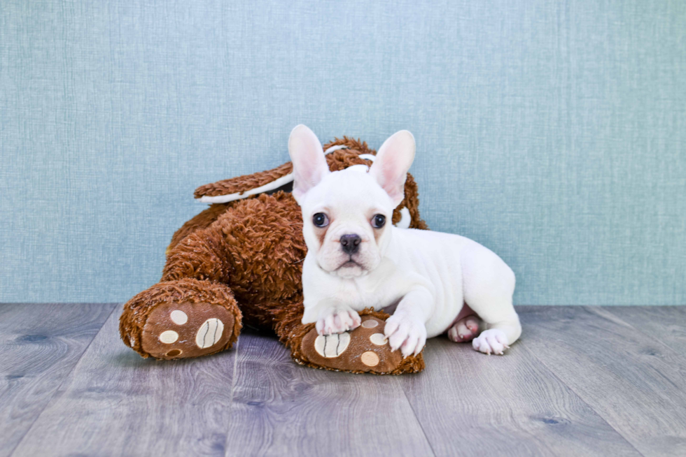 French Bulldog Puppy for Adoption