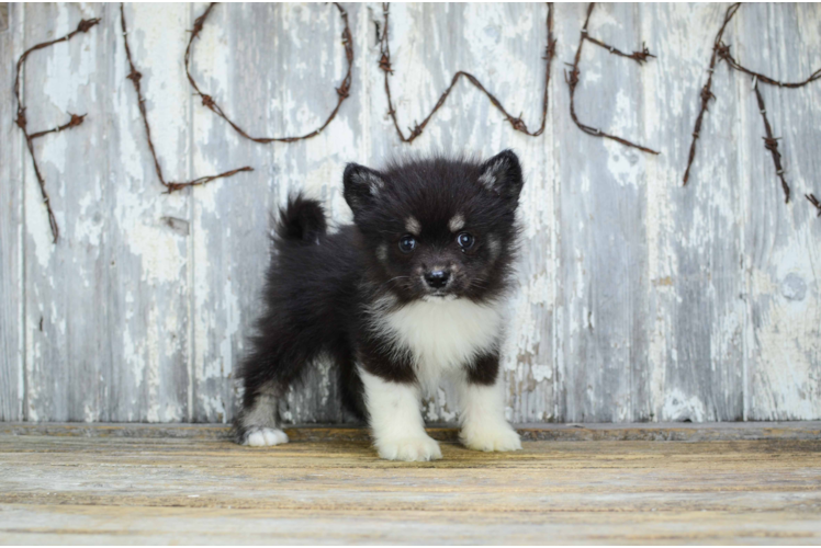 Pomsky Pup Being Cute