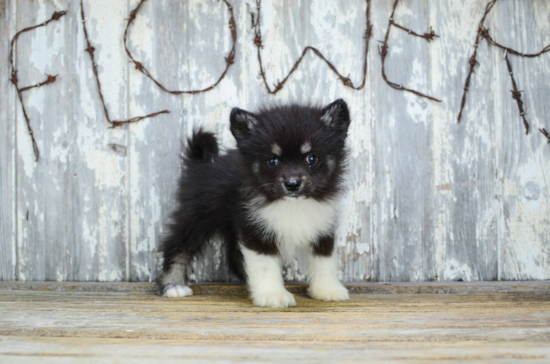 Pomsky Pup Being Cute