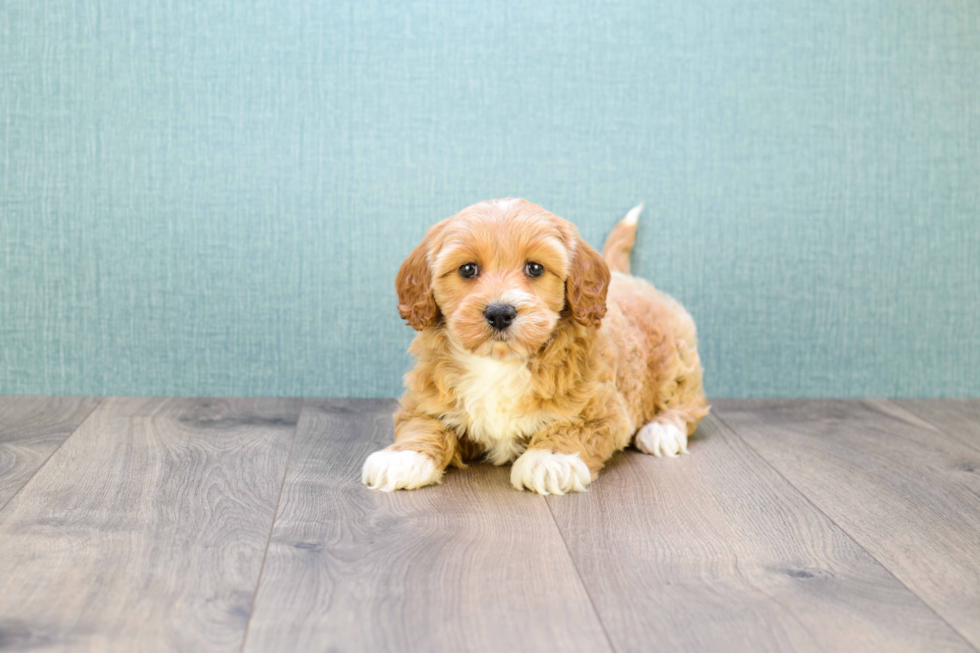 Best Mini Goldendoodle Baby