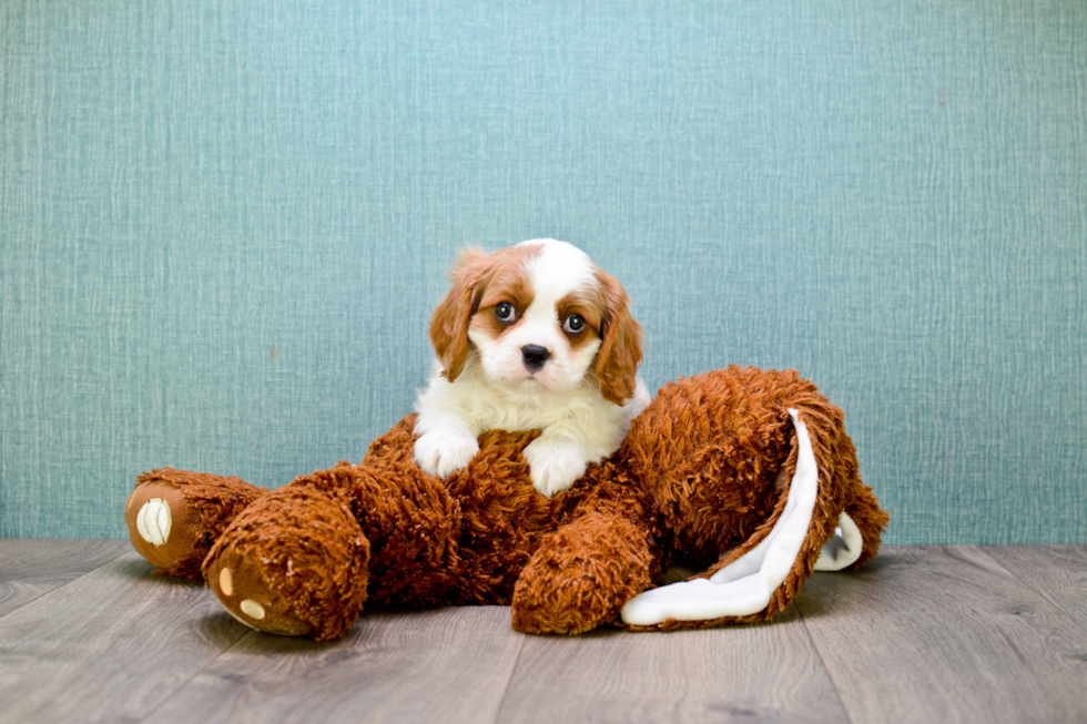 Cavalier King Charles Spaniel Puppy for Adoption