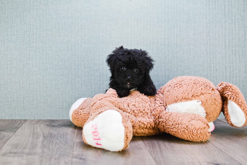 Yorkie Poo Pup Being Cute