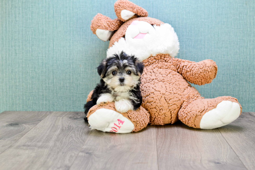 Energetic Yorkie Designer Puppy