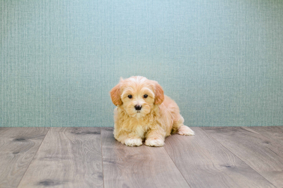 Fluffy Maltipoo Poodle Mix Pup