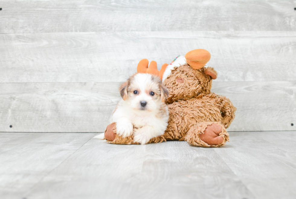 Morkie Puppy for Adoption