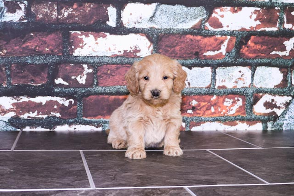 Mini Goldendoodle Puppy for Adoption