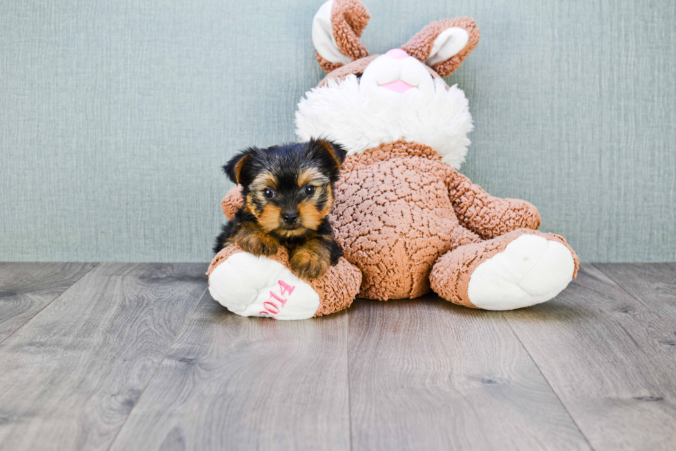 Meet Rascal - our Yorkshire Terrier Puppy Photo 